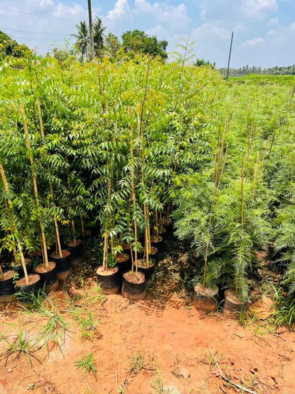 Neem Plant (1-1.5 ft) Plants — Neem sapling available at Agro Nursery Garden
